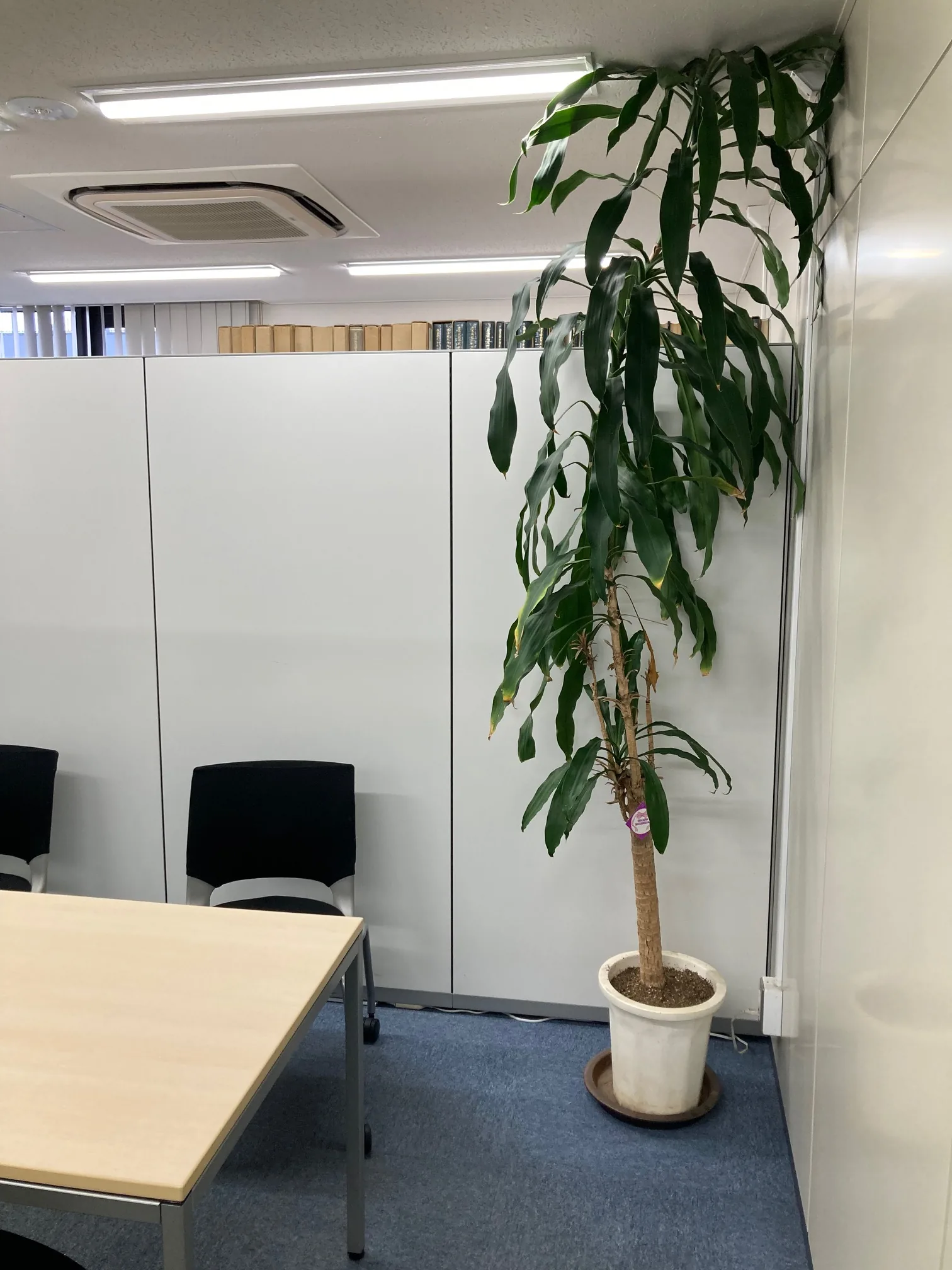 観葉植物を置いた相談室のテーブルと椅子