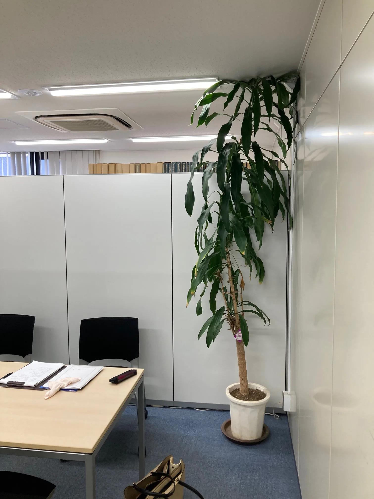 大きな観葉植物を置いた相談室の打ち合わせテーブル